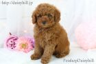 2018年3月16日生まれレッドカラートイプードル男の子a