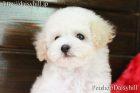 2018年2月10日生まれクリームカラートイプードル男の子