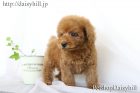 2018年6月14日生れレッドカラートイプードル男の子