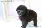 2018年9月3日生れシルバーカラートイプードルの男の子b