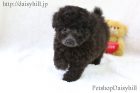 2018年9月3日生れシルバーカラートイプードルの男の子c