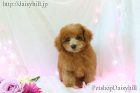 2018年8月10日生れアプリコットカラートイプードル男の子