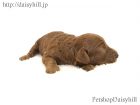 2018年10月30日生れレッドカラートイプードル男の子a