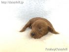 2018年10月30日生れレッドカラートイプードル男の子b次男くん