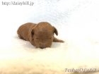 2018年10月30日生れレッドカラートイプードル男の子c三男くん