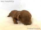 2018年10月30日生れレッドカラートイプードル男の子d四男くん