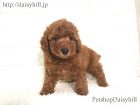 2018年10月30日生れレッドカラートイプードル男の子a