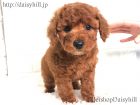 2018年10月30日生れレッドカラートイプードル男の子c三男くん