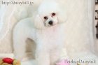 2018年4月30日生れホワイトカラータイニープードル男の子