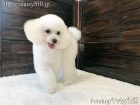 2018年4月30日生れホワイトカラータイニープードル男の子