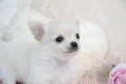 2018年11月20日生れロングコートチワワクリームカラー男の子
