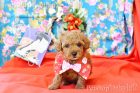 2019年11月23日生れレッドカラートイプードル男の子a