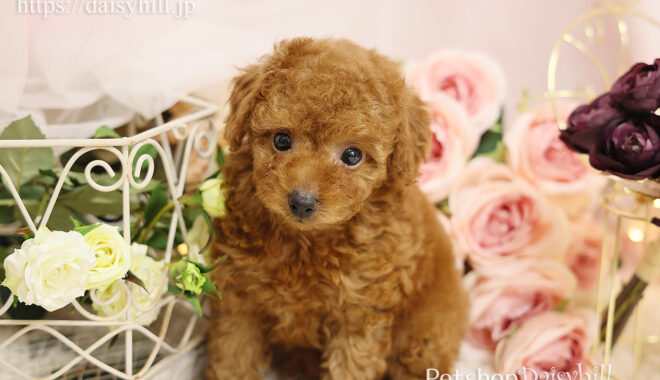 豪華 ｍさま限定 トイプードル レッド アプリコット 欠品カラー再入荷 Cpslsctrainingportal Com