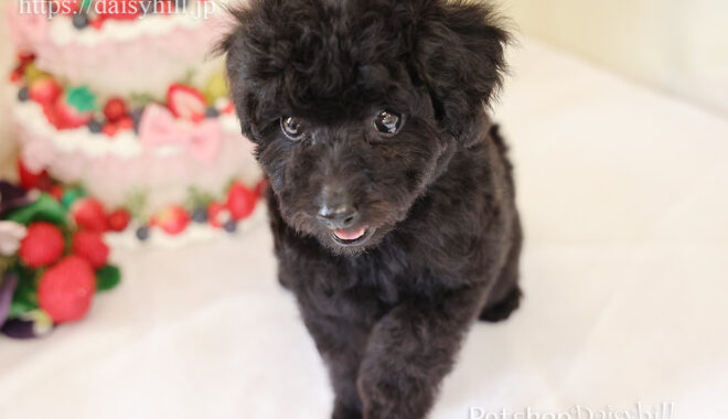 22年2月14日生れブラックカラートイプードル女の子 京都のペットショップ Daisyhill公式サイト 子犬販売情報カタログページ
