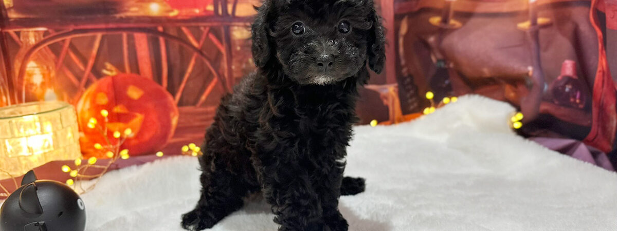 250831pt_fa056_20251020