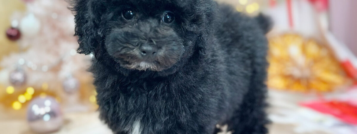 250831pt_mc063_20251108