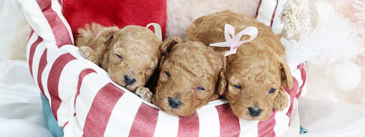 251105pt_al034_20251126