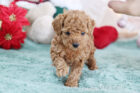 2025年11月5日生まれアプリコットカラートイプードル女の子A
