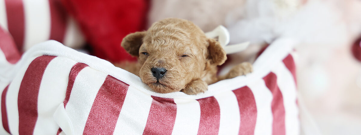 251105pt_fc022_20251126