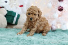 2025年11月6日生まれアプリコットカラートイプードル女の子