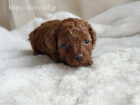 2025年11月15日生まれレッドカラートイプードル女の子A