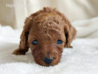 2025年11月15日生まれレッドカラートイプードル男の子A