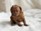 2025年11月15日生まれレッドカラートイプードル男の子B