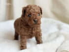 2025年11月10日生まれレッドカラートイプードル男の子A