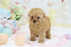 2025年12月1日生まれアプリコットカラートイプードル男の子A