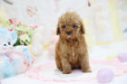 2025年12月2日生まれレッドカラートイプードル女の子