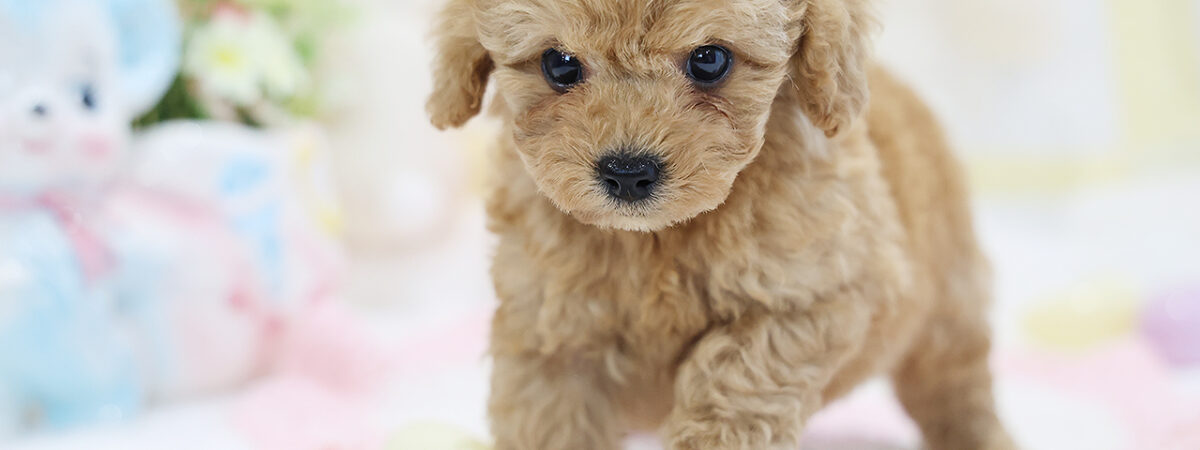 251202pt_ma138_20260116