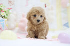2025年12月2日生まれクリームカラートイプードル男の子Bくん