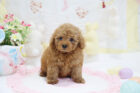 2025年12月2日生まれアプリコットカラートイプードル男の子Cくん