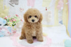 2025年11月5日生まれアプリコットカラートイプードル男の子A