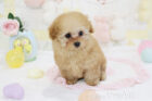 2025年12月1日生まれアプリコットカラートイプードル女の子A