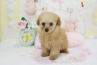 2025年12月1日生まれアプリコットカラートイプードル男の子A