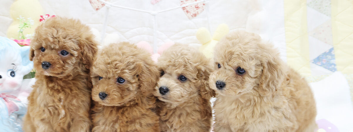 251202pt_al118_20260116