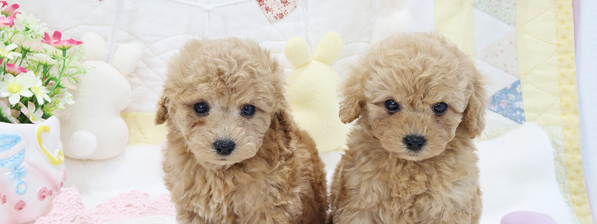 251202pt_al176_20260116