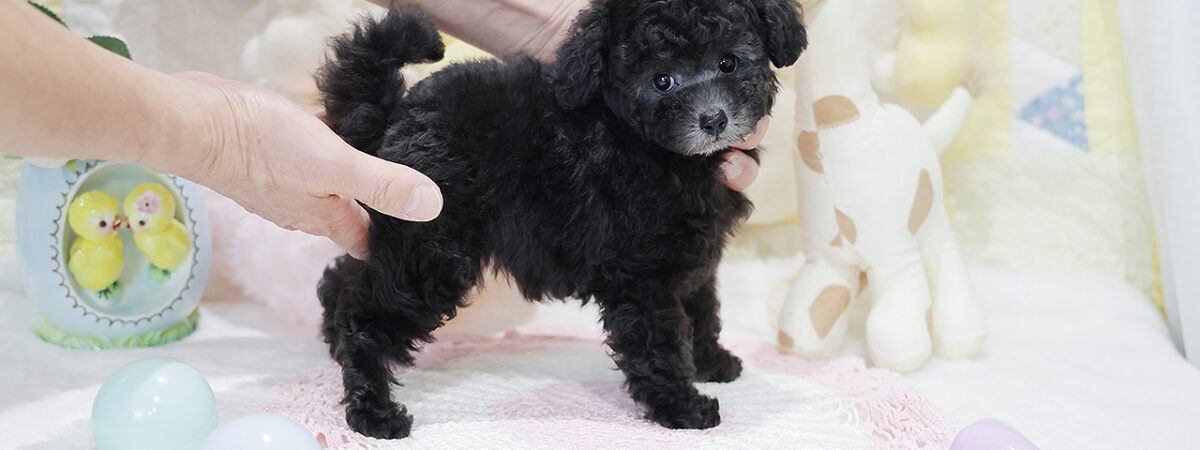 251229pt_fa135_20260301