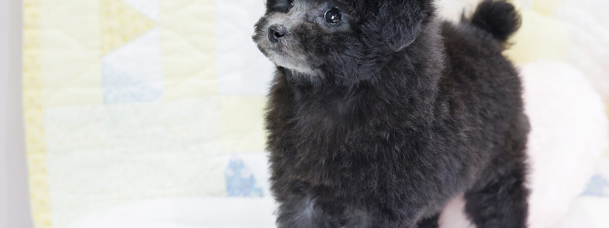 260107pt_fa054_202603012