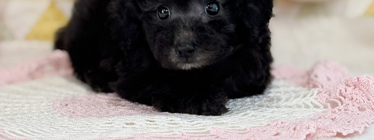 260212pt_fa028_20260411